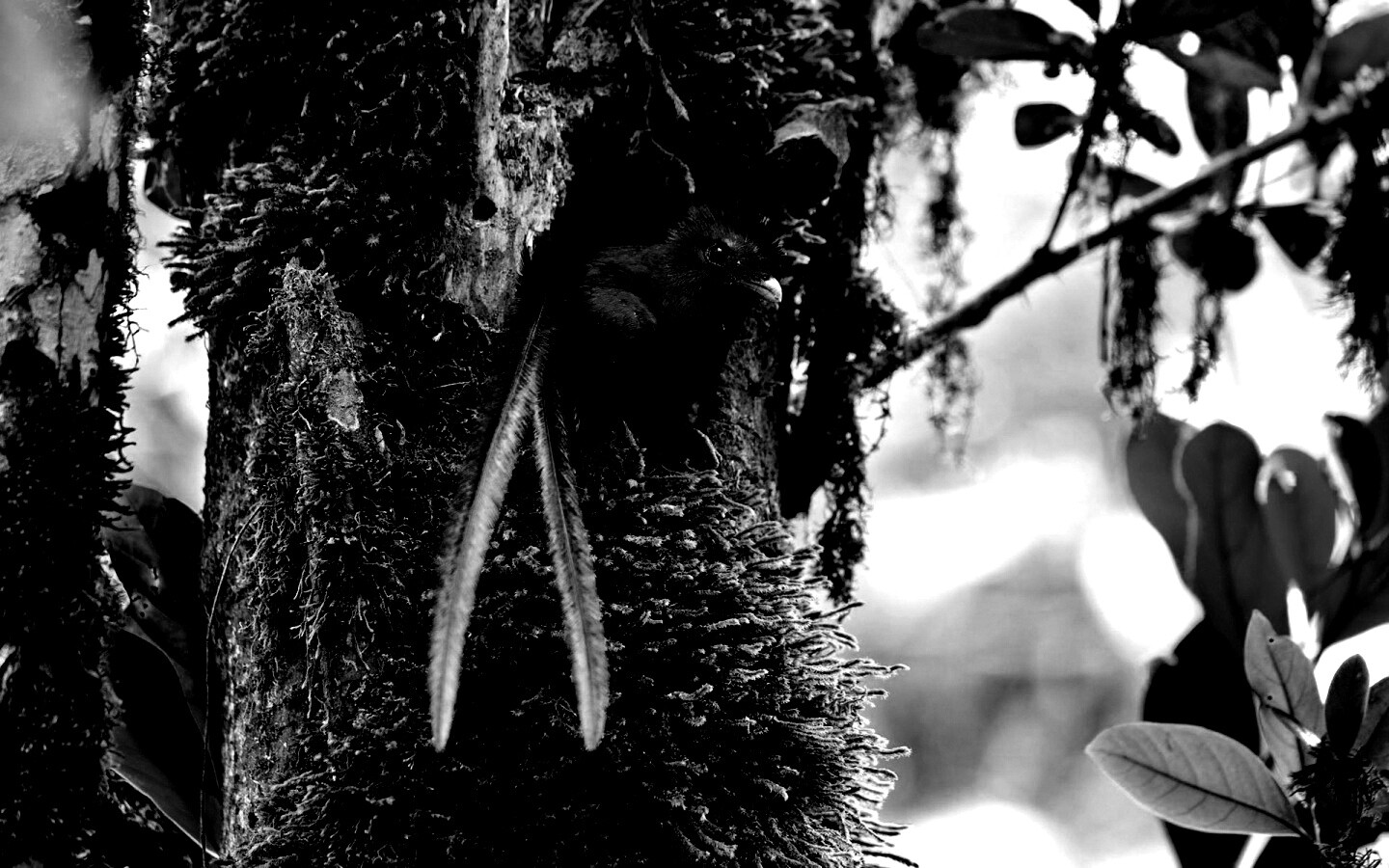 Райская птица в дупле обои