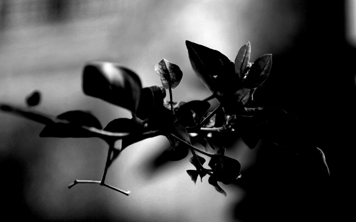 Разноцветные листья обои