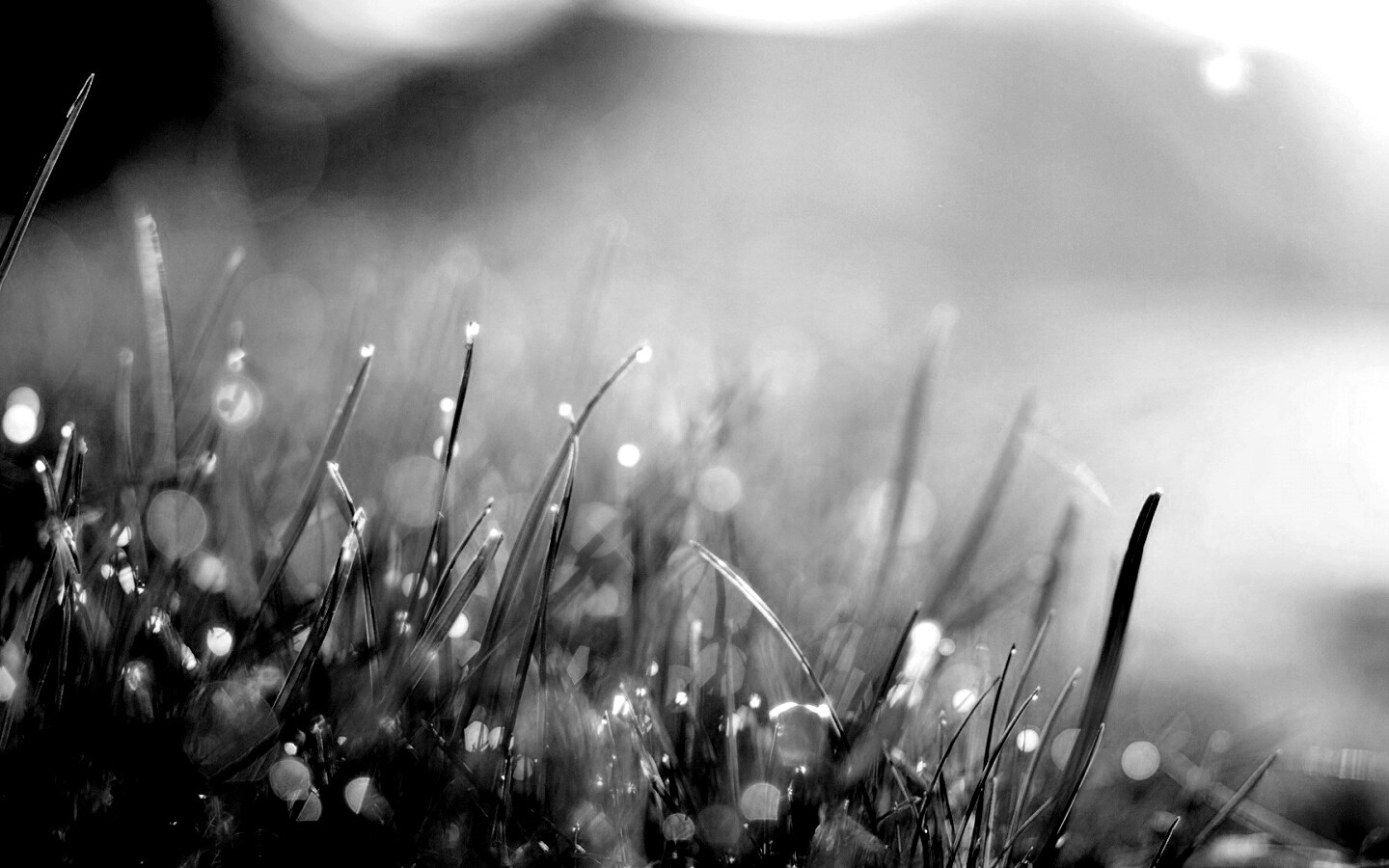 Красивая сочная трава обои