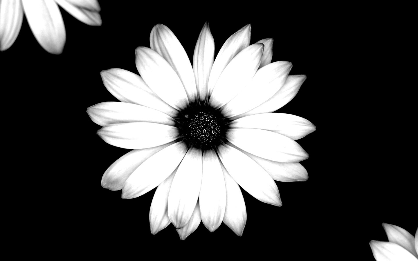 Макро фотография цветка обои