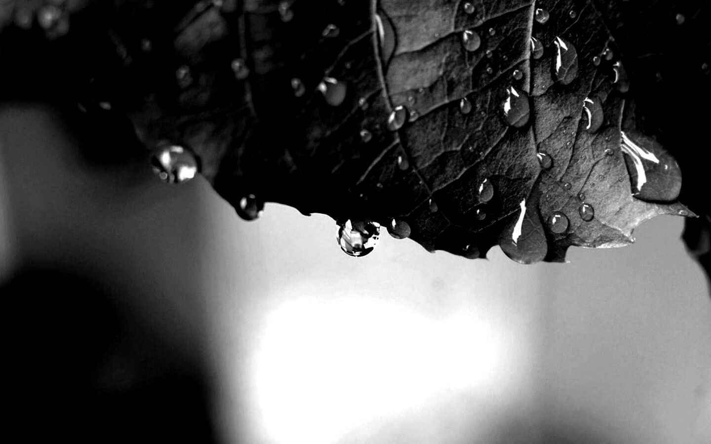 Роса на листе в макро обои