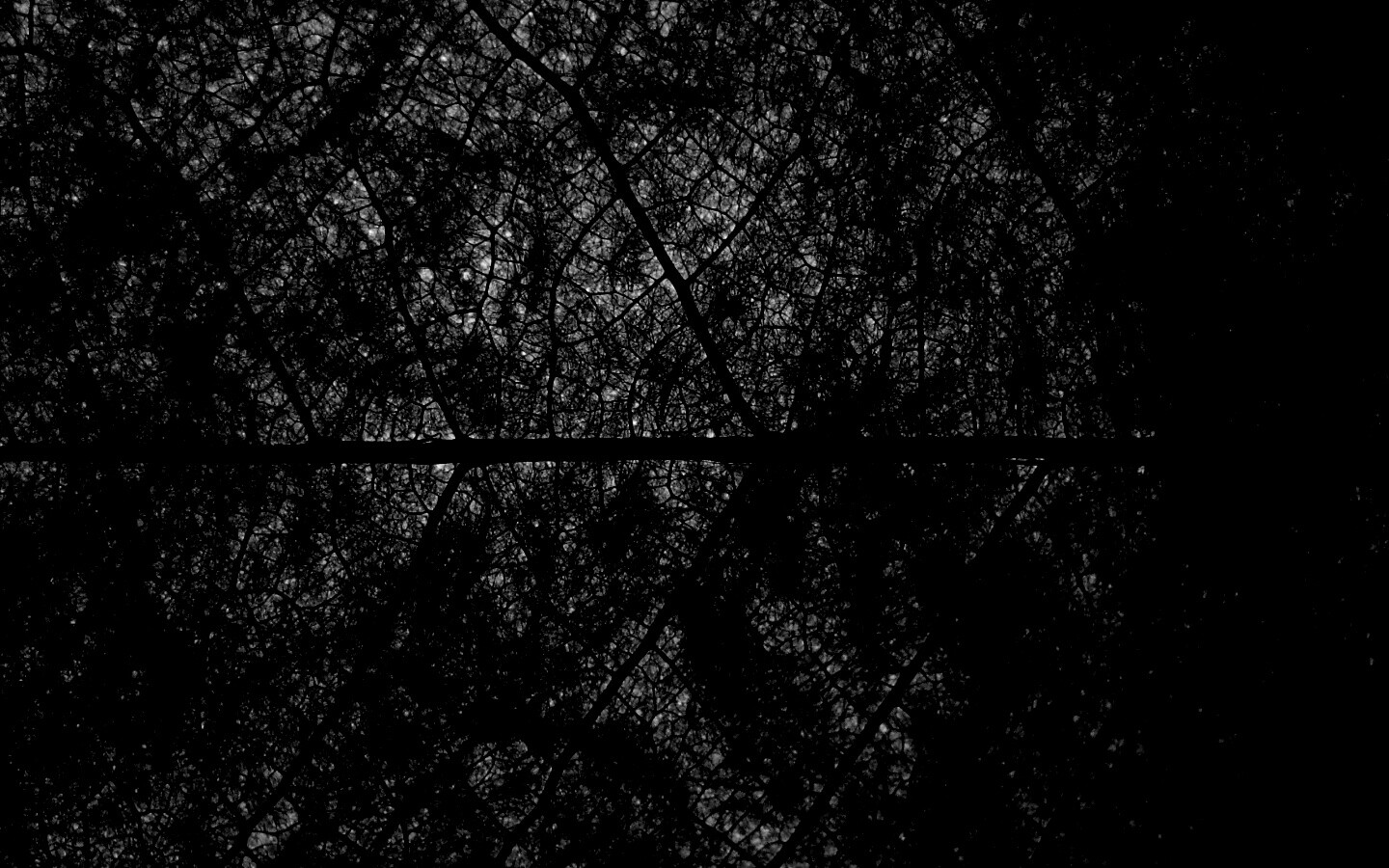 Свечение зеленого листа в макро обои