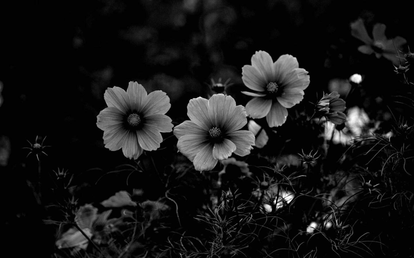 Яркие розовые цветы обои