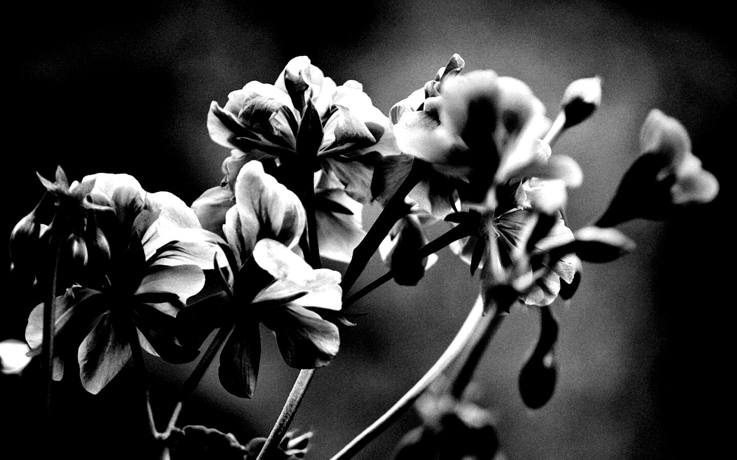 Чёрно-белое фото цветов обои