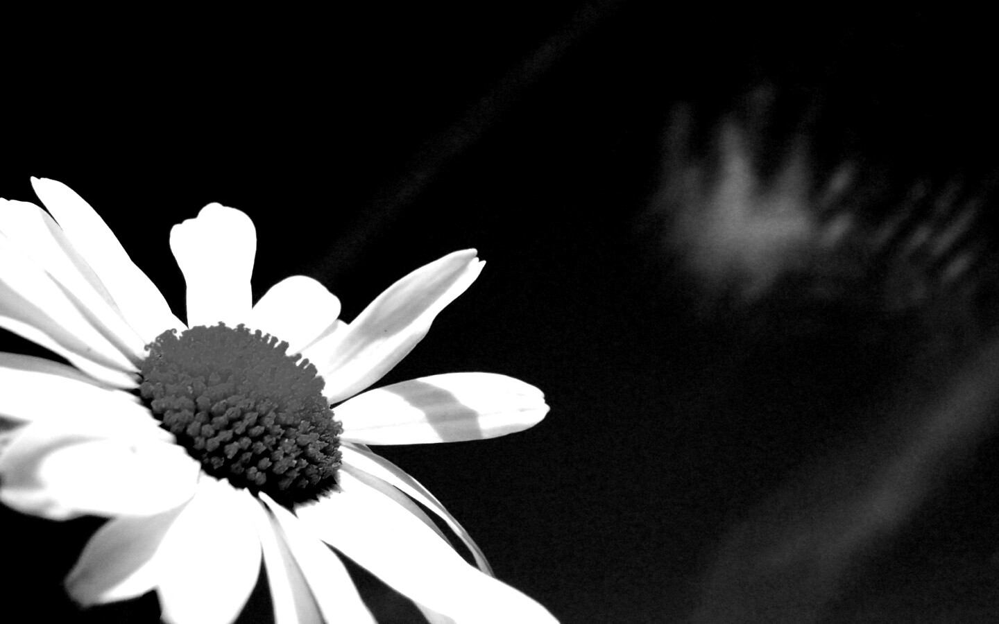 Ромашка на фоне синего неба обои