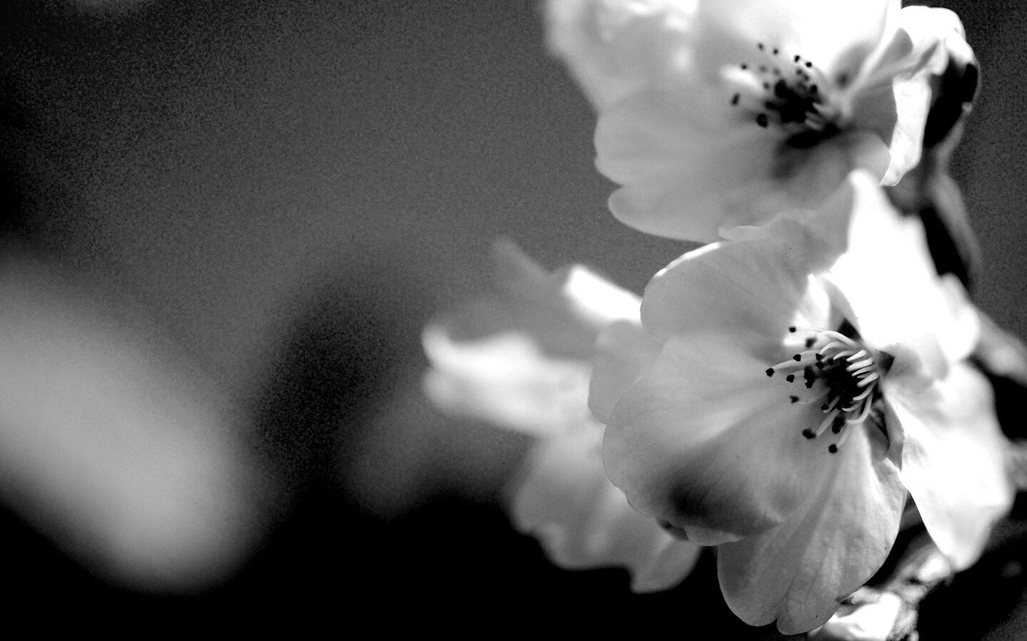 Нежные белые цветы обои