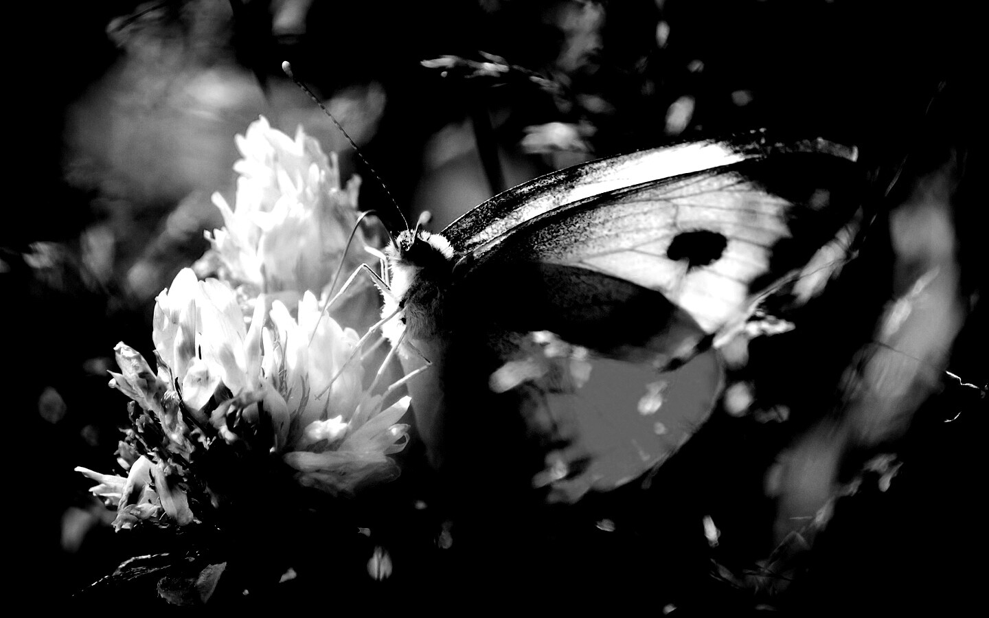 Бабочка на цветке обои