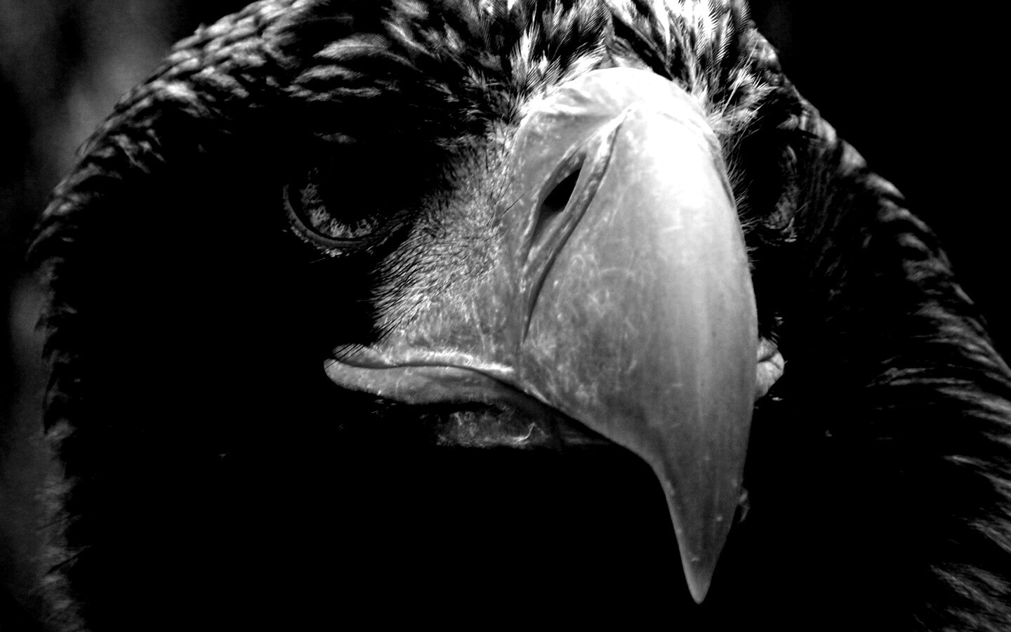 Орёл - птица гордая обои