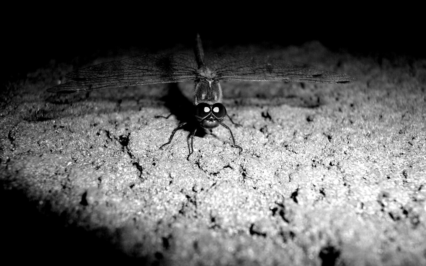 Стрекоза обои