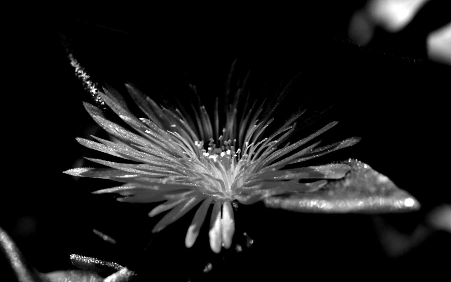 Чудесный цветок обои