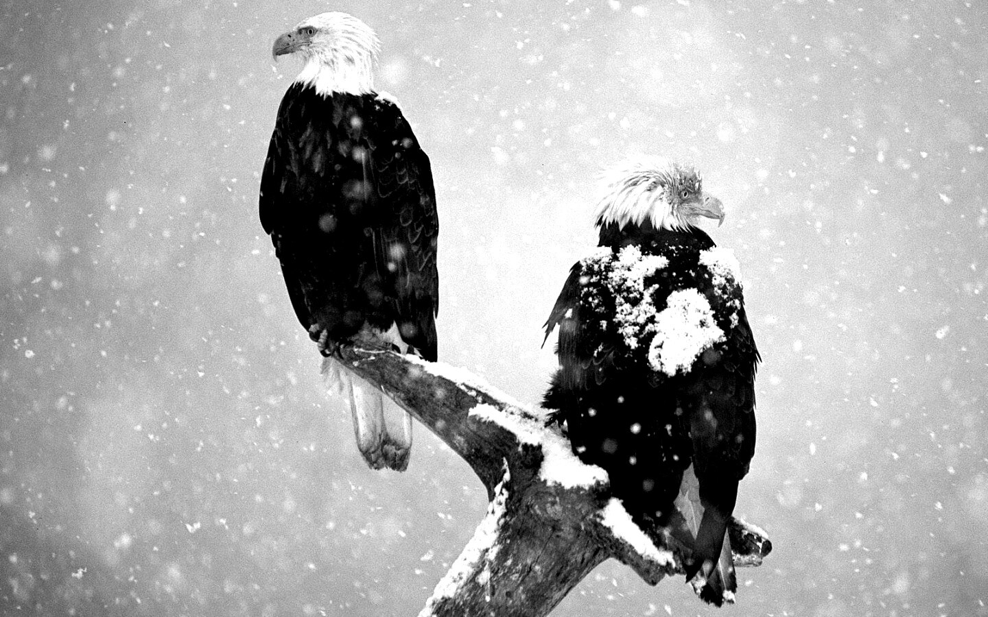 Орлы на ветке в снегопад обои