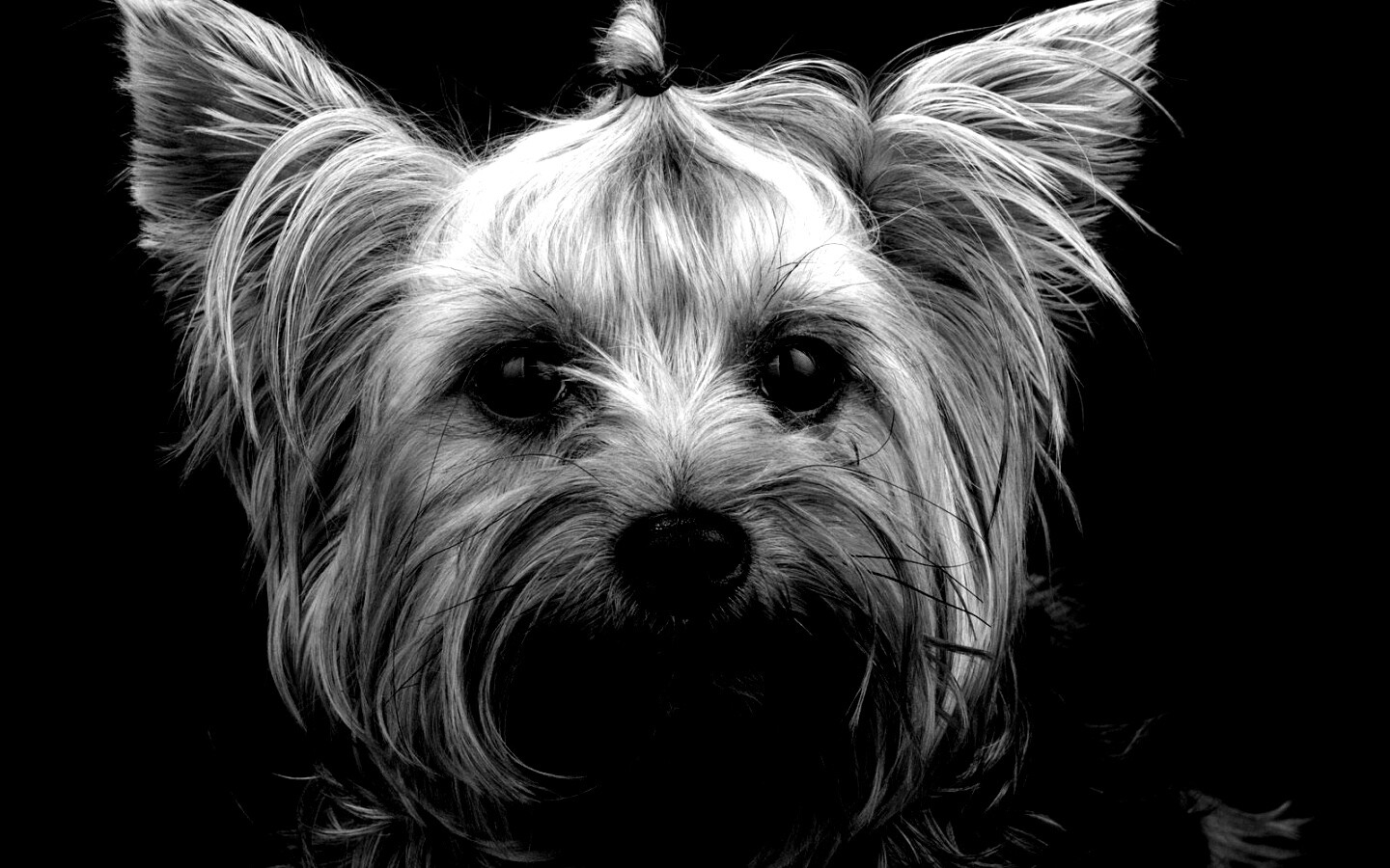 Йоркширский терьер обои