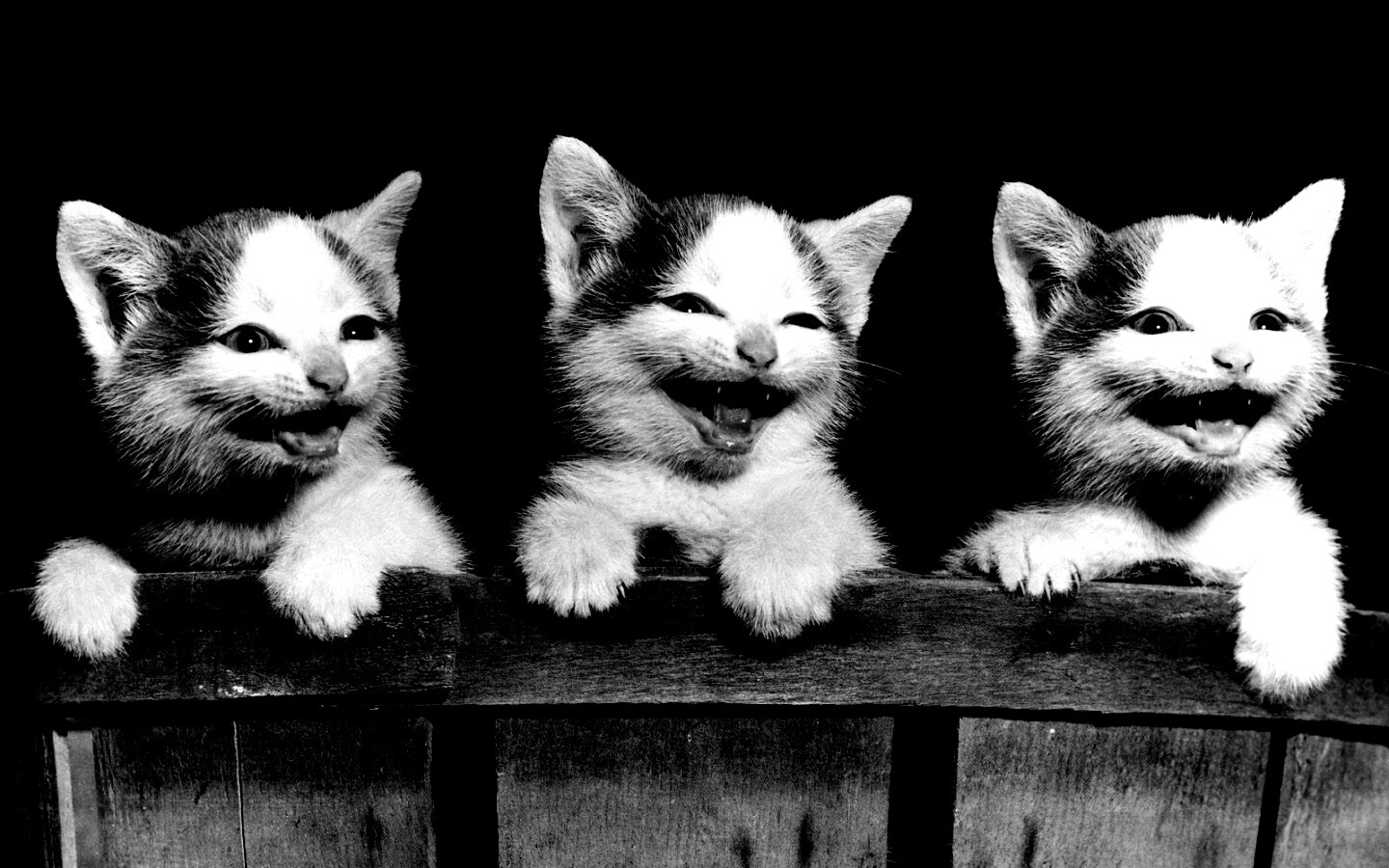 Три милых котенка обои