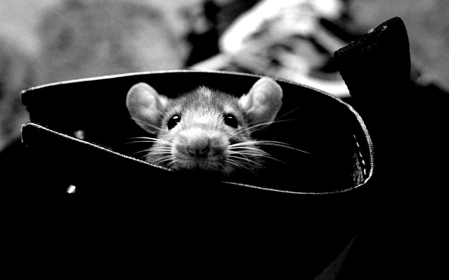 Мышонок выглядывает из ботинка обои