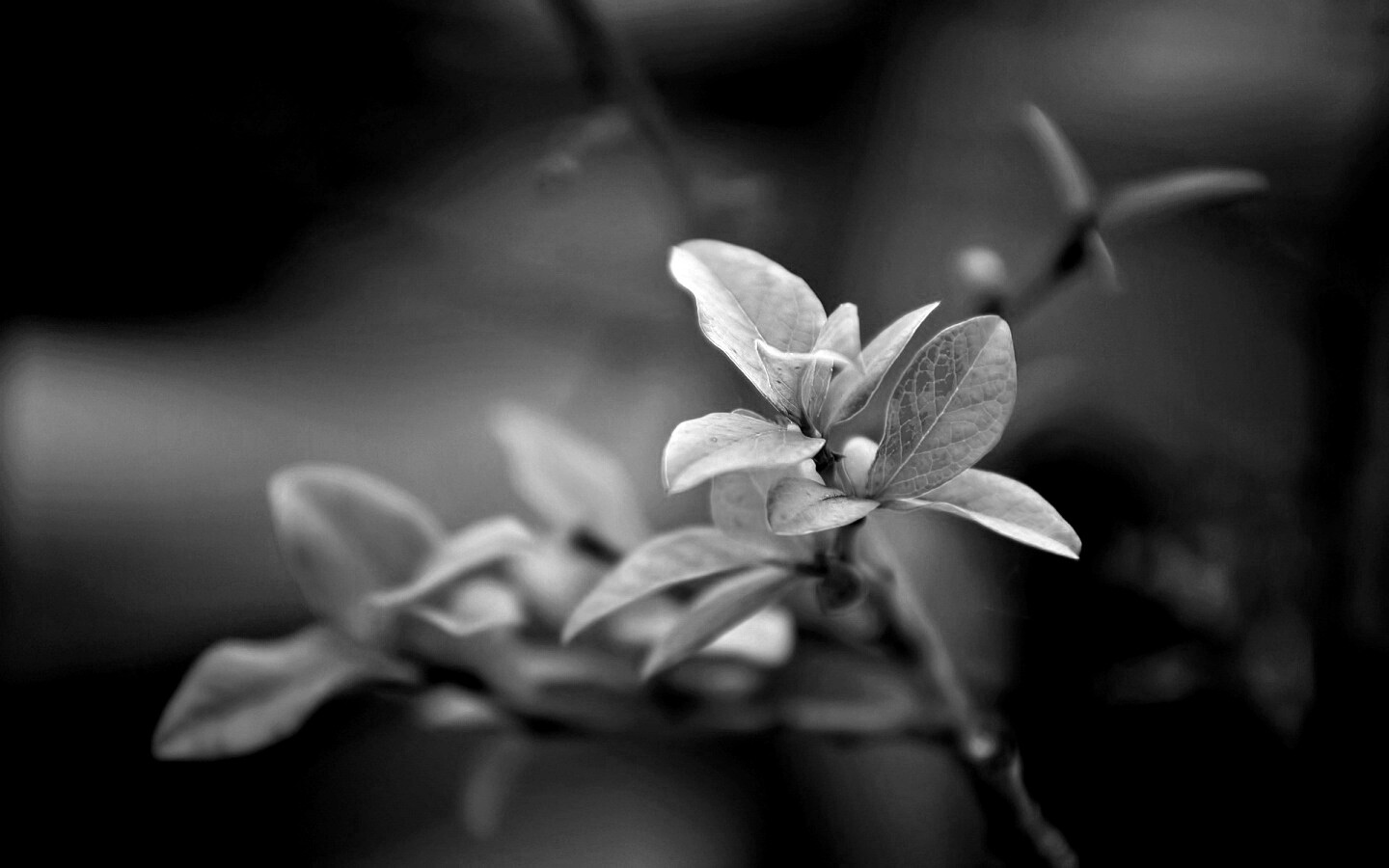 Красные листья на ветке обои