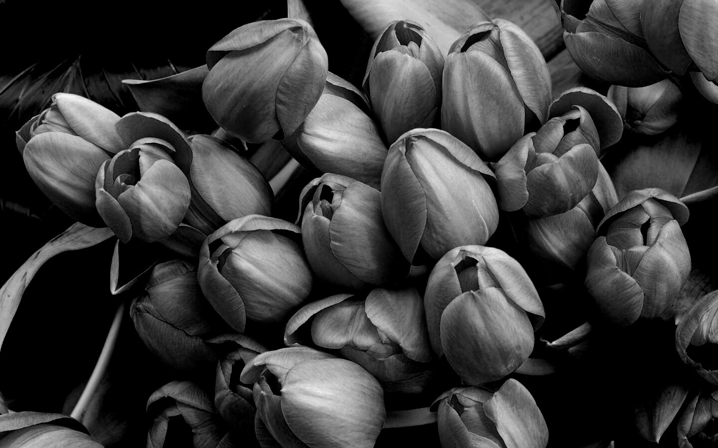 Букет красных тюльпанов обои