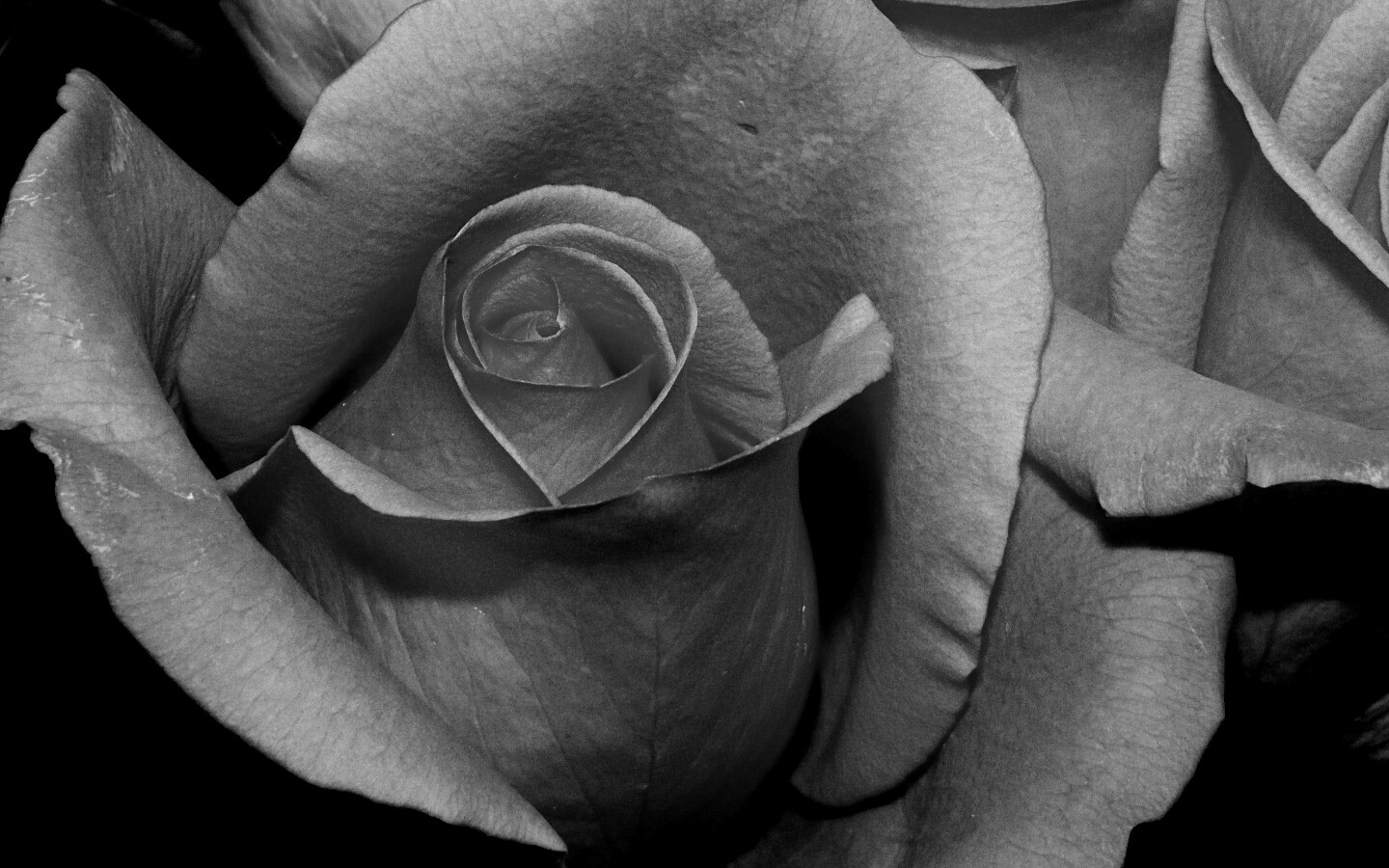 Бутон розы обои