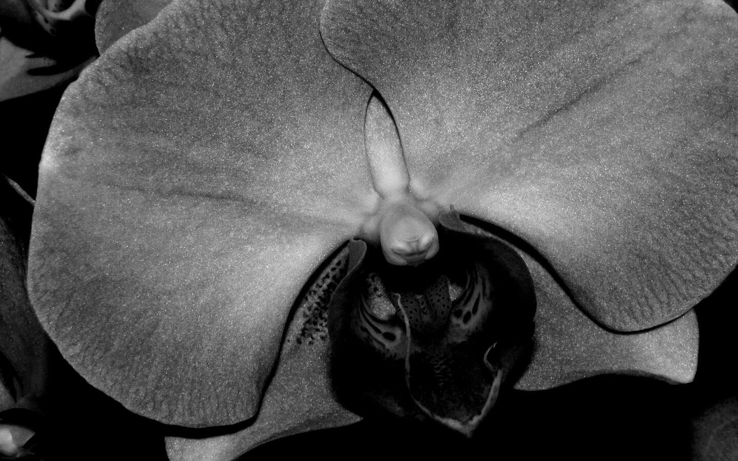 Фиолетовая орхидея обои