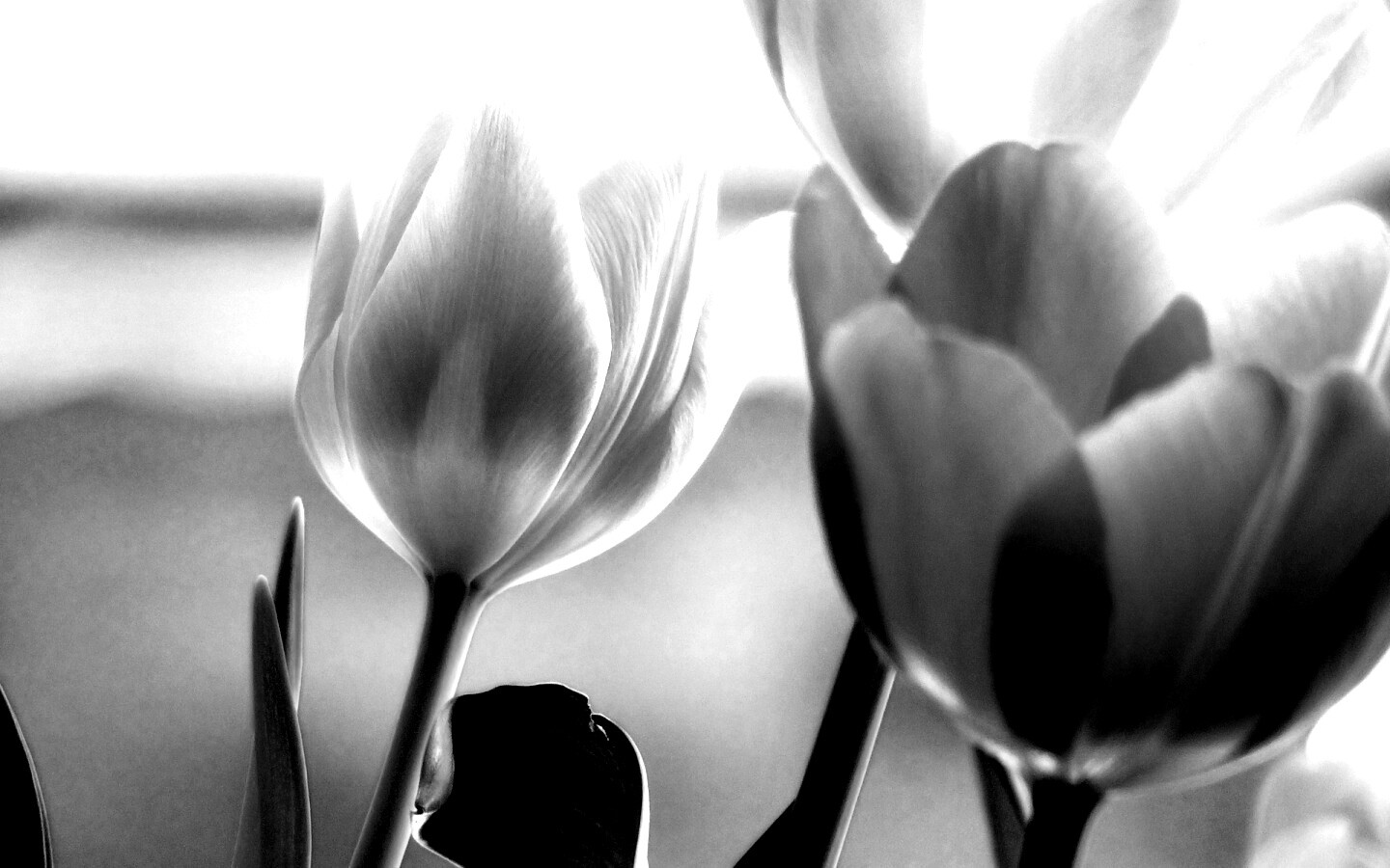 Тюльпаны обои