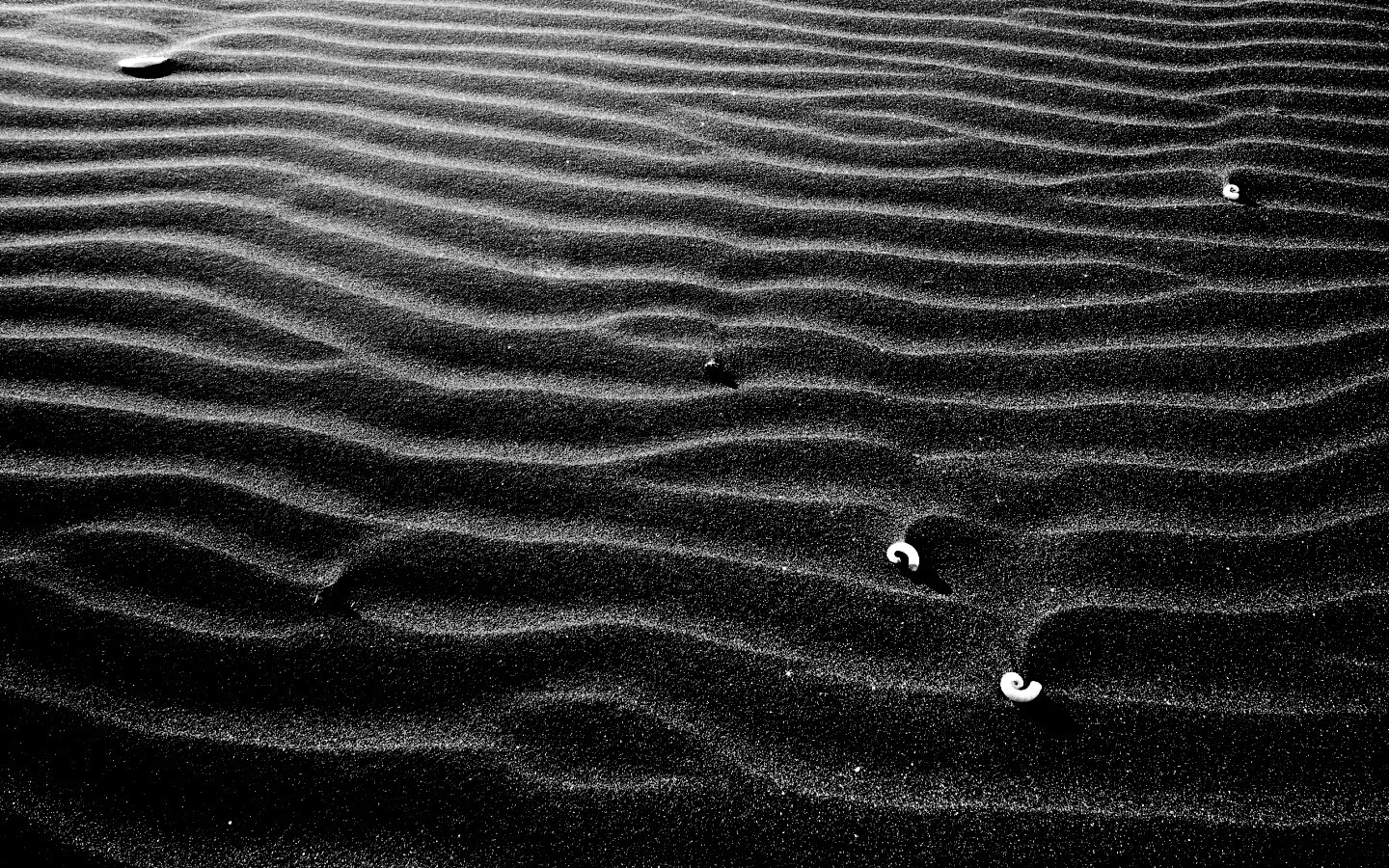 Песок и раковины обои