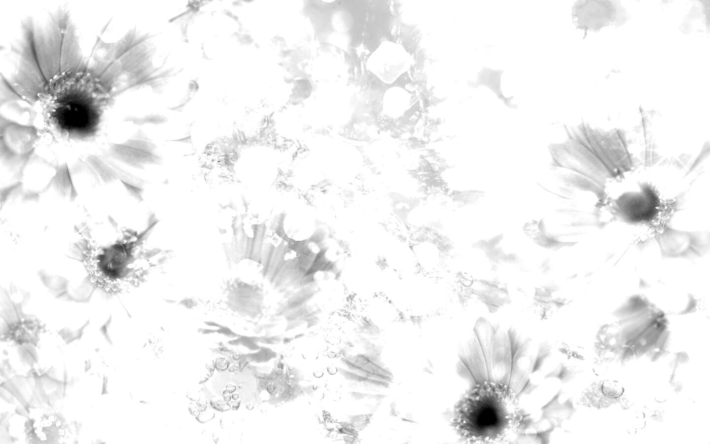 Цветочная эйфория обои