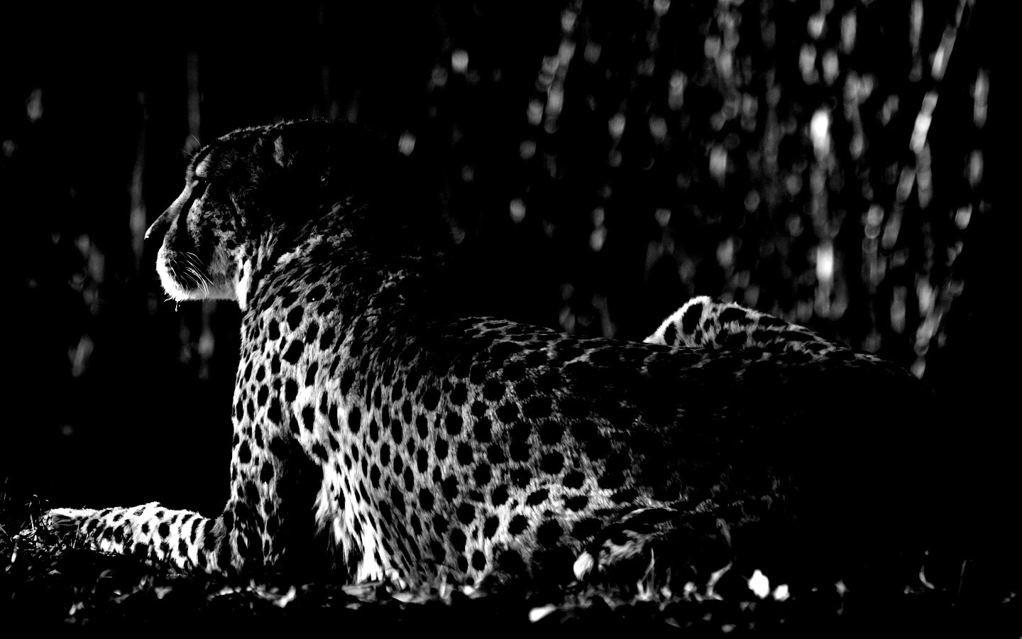 Гепард обои