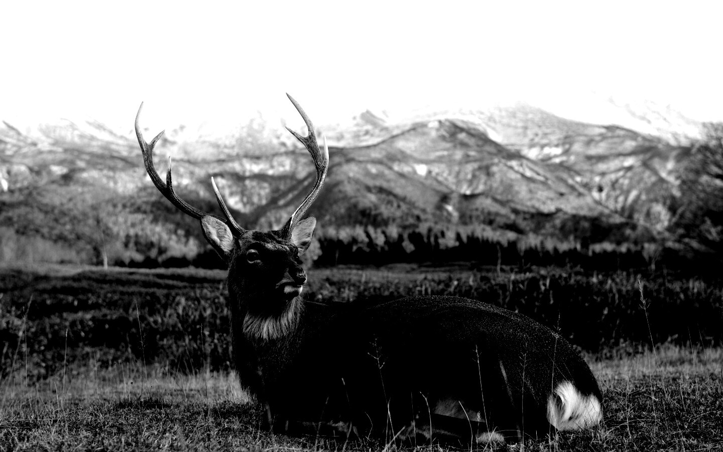 Олень отдыхает в предгорьях обои