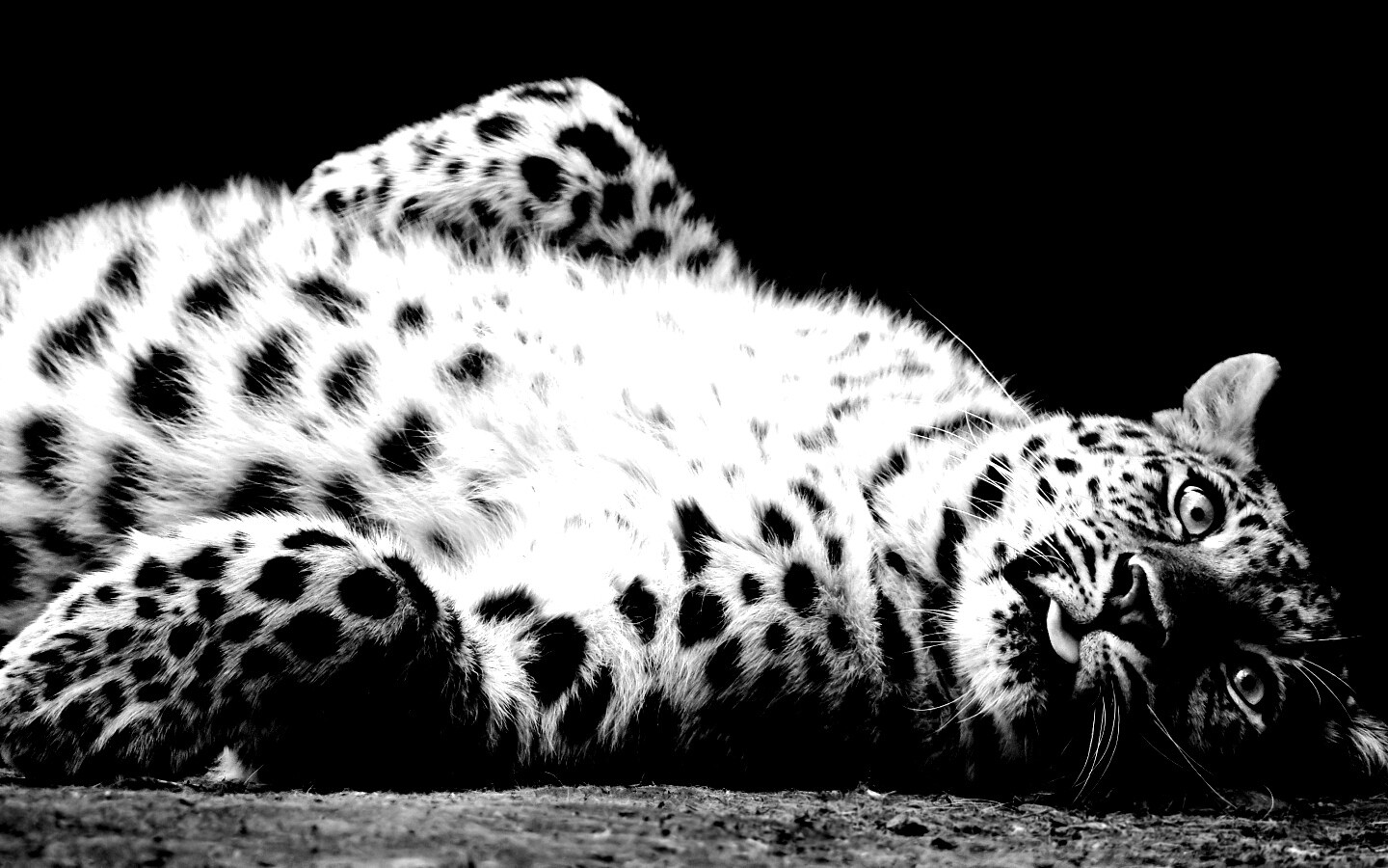 Большая пятнистая кошечка обои