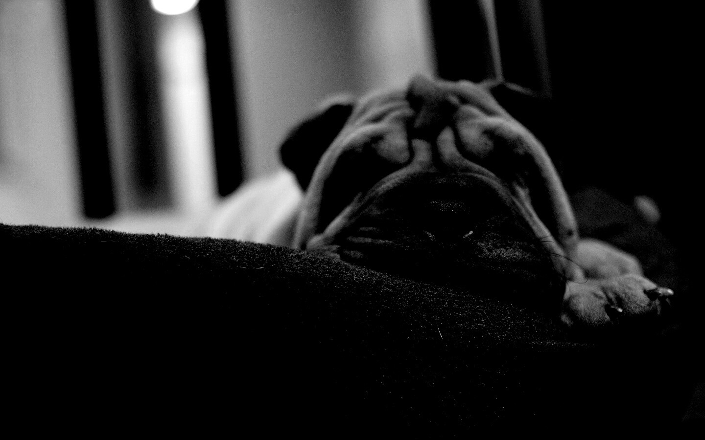 Щенок шарпея спит обои