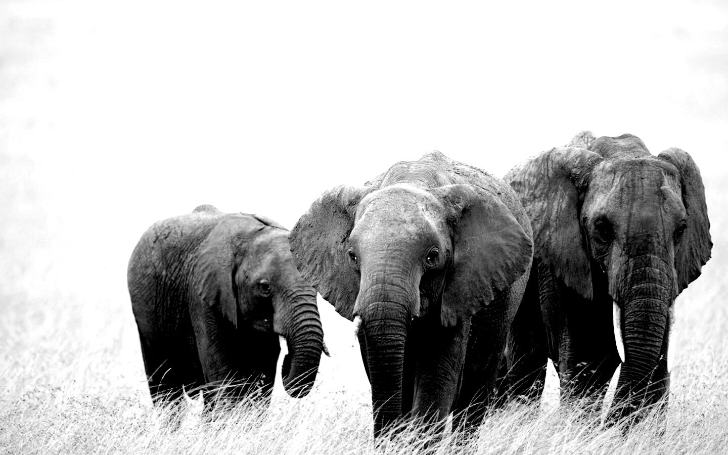 Слон, слониха и слоненок обои