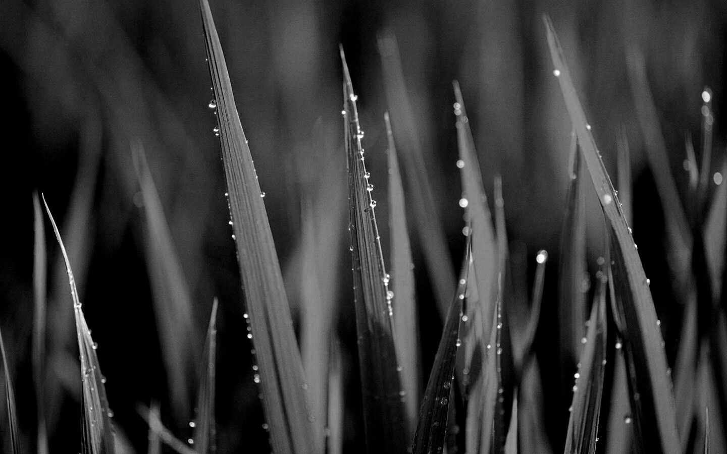 Яркая зеленая трава обои