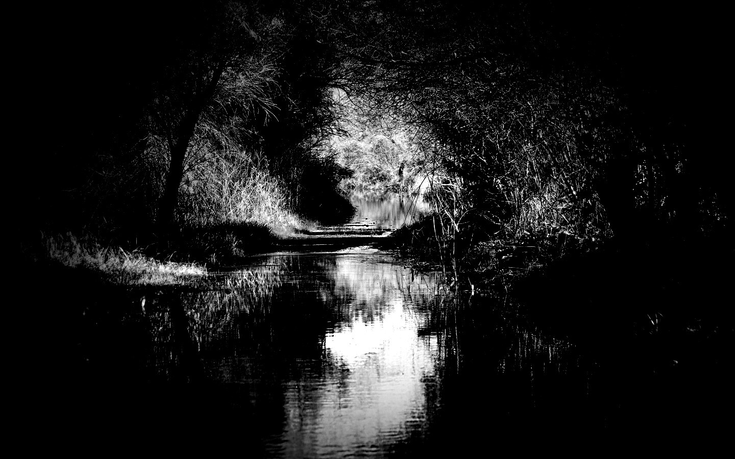 Лесная заросшая река обои