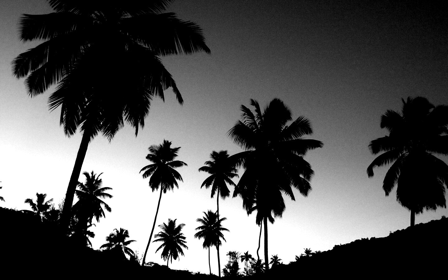Пальмы на фоне фиолетового неба обои