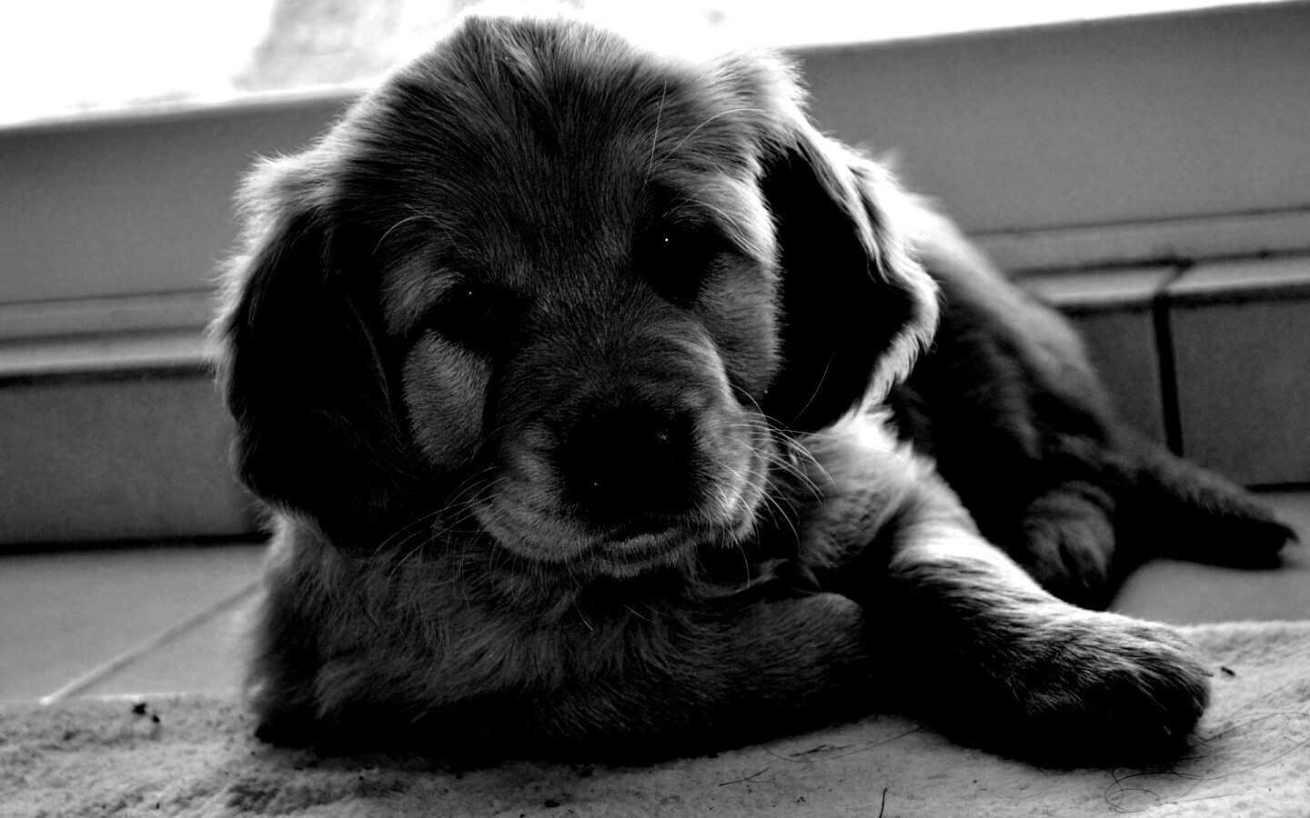 Сонный щенок лабрадора обои