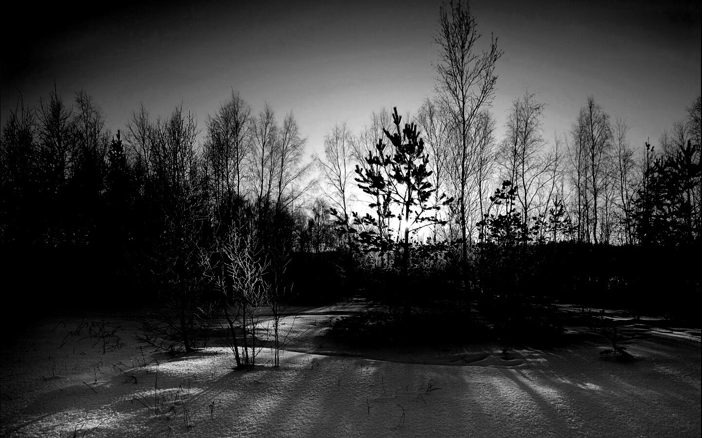 Зимний лес обои