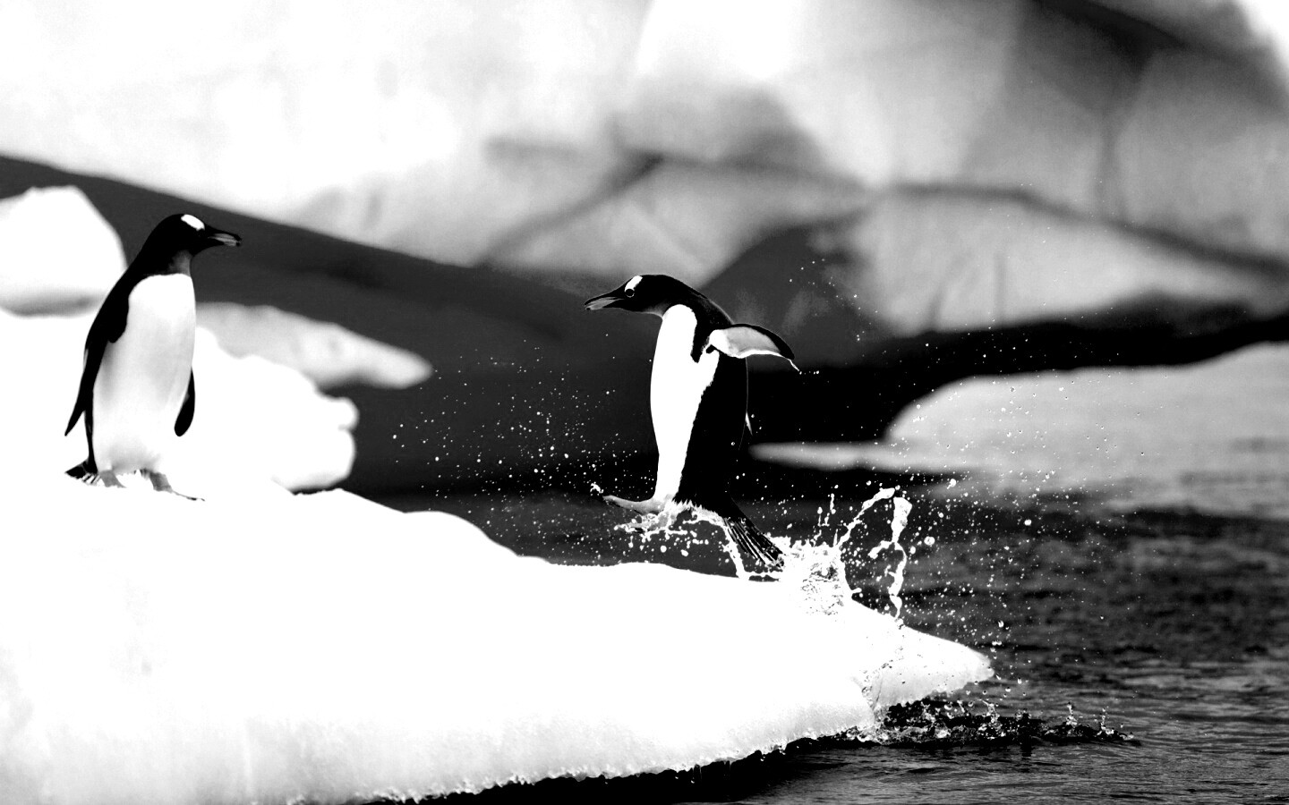 Пигвин запрыгивает на льдину обои