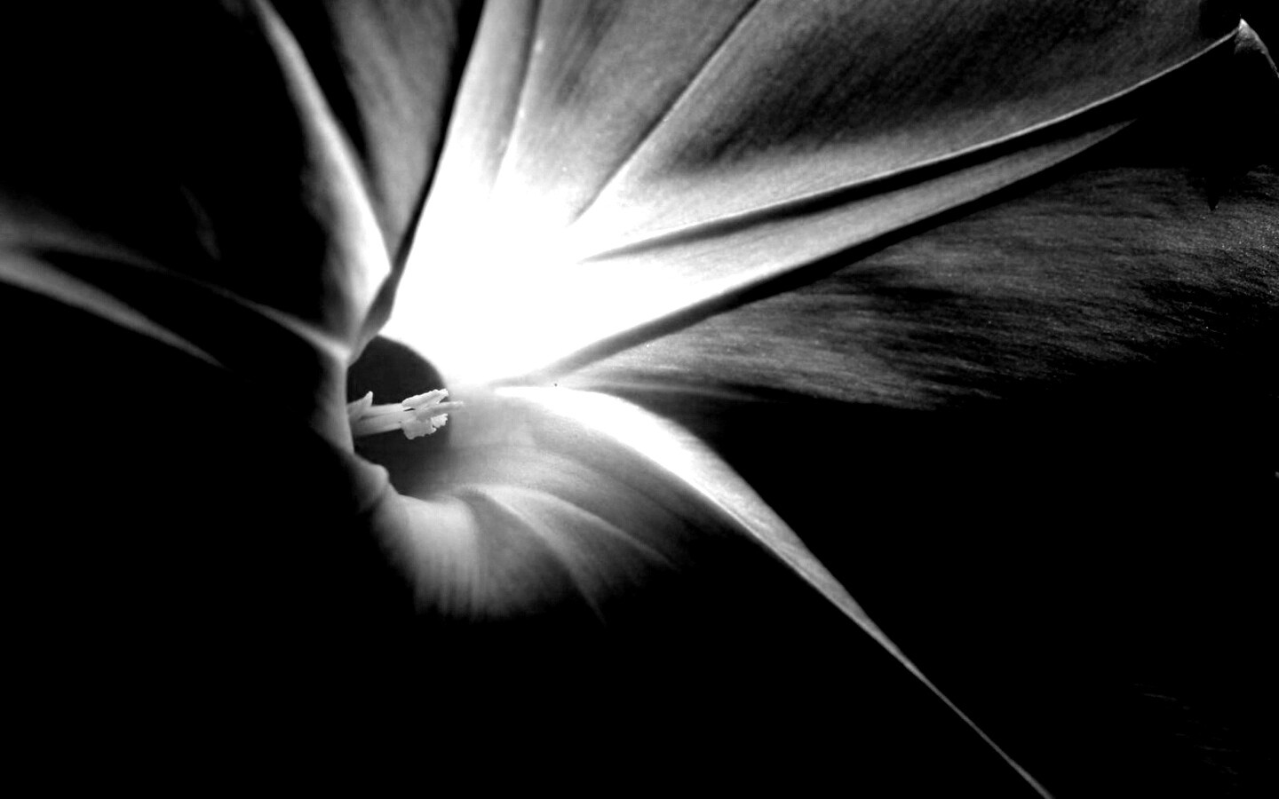 Нежный голубой цветок обои