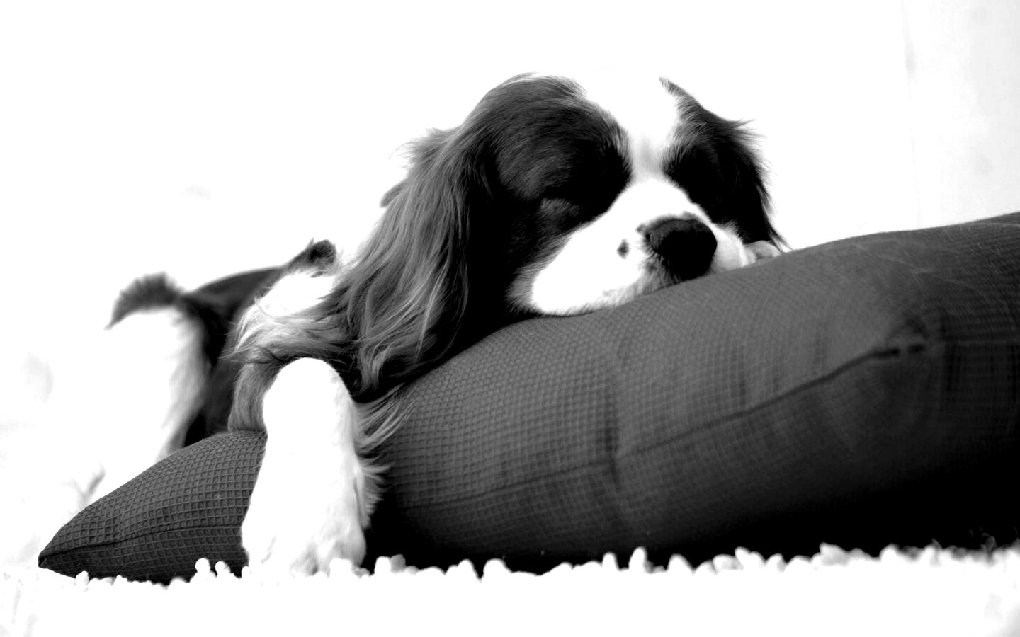 Спящий щенок на красной подушке обои