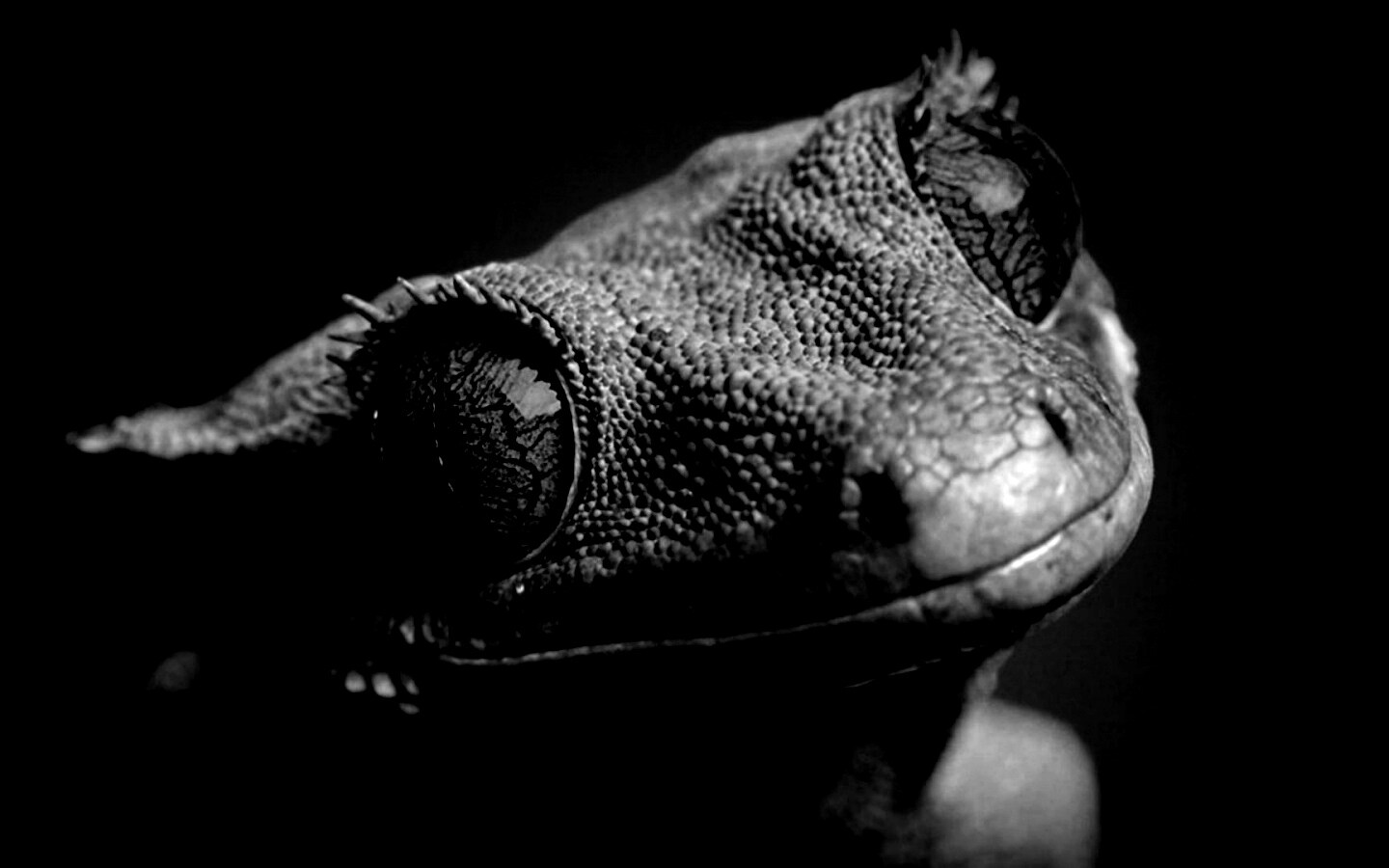 Ящерка обои