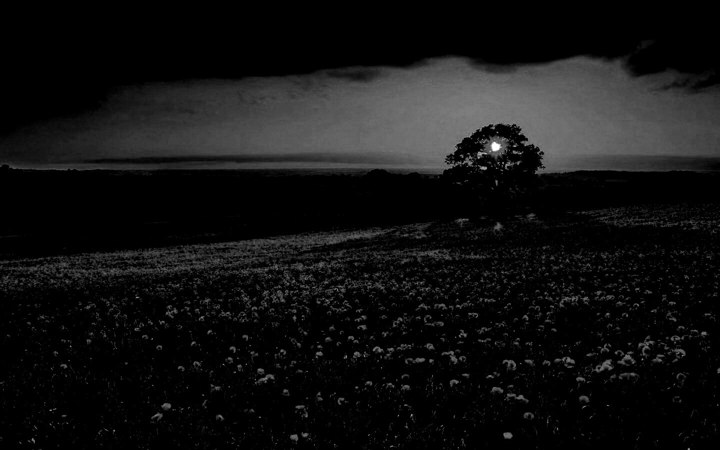 Закат на поле красных цветов обои