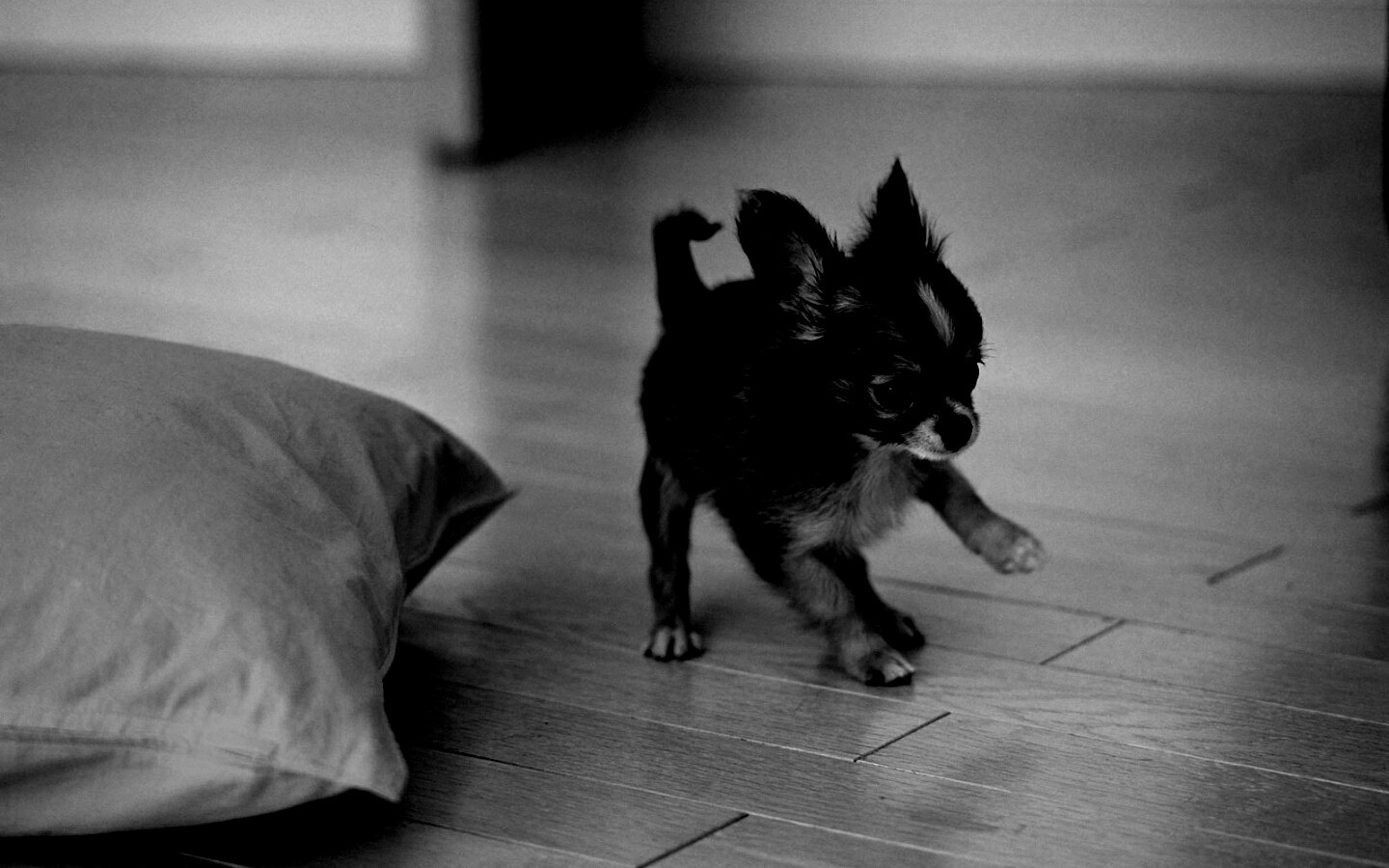 Щёнок той терьера обои