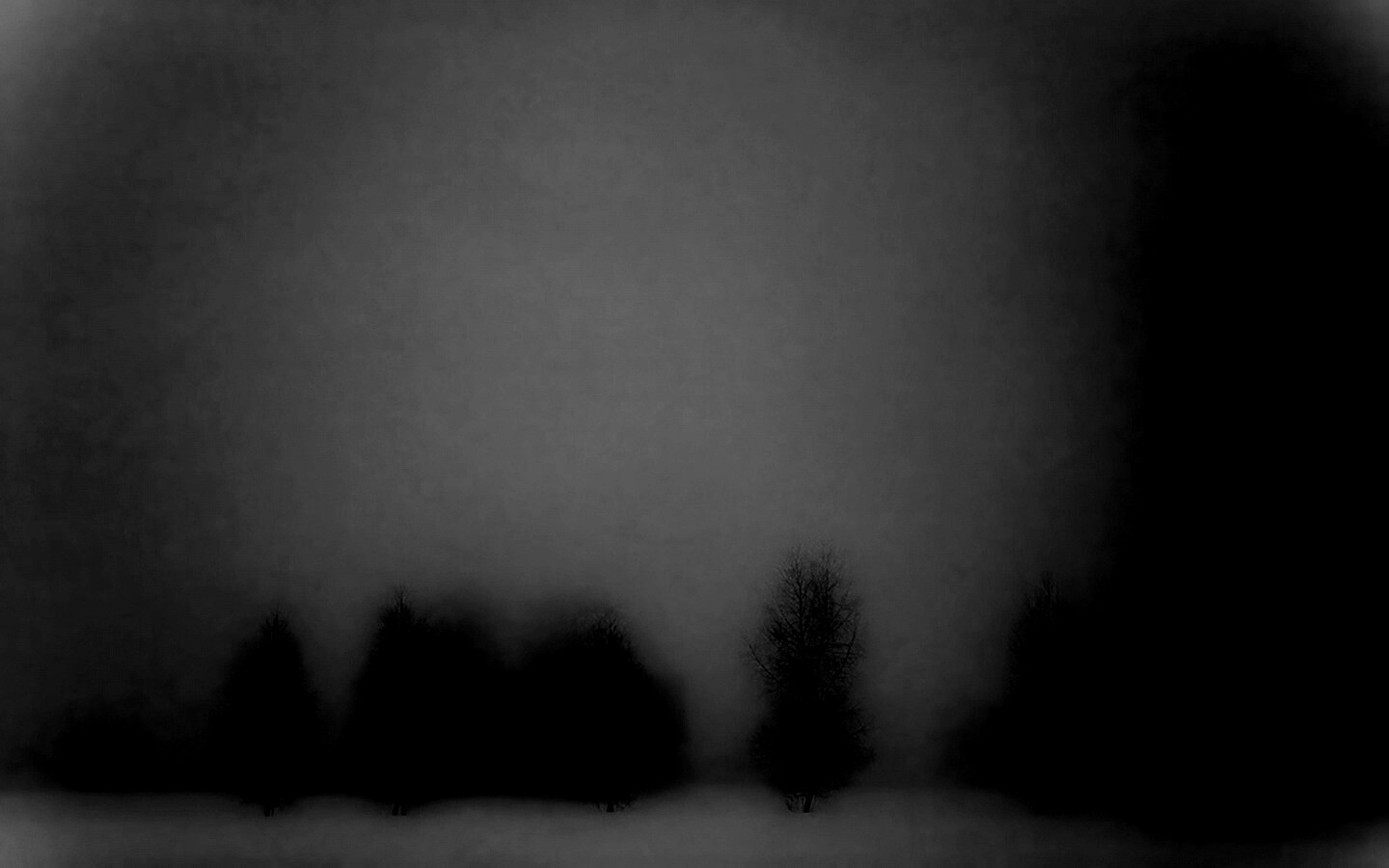 Деревья в тумане обои