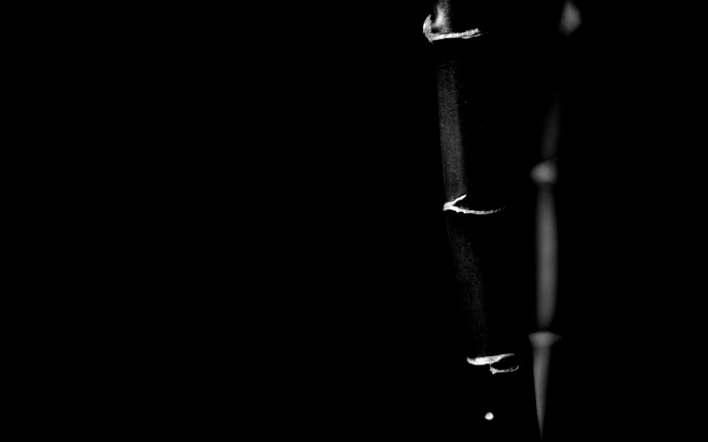 Макро фото стебля бамбука обои