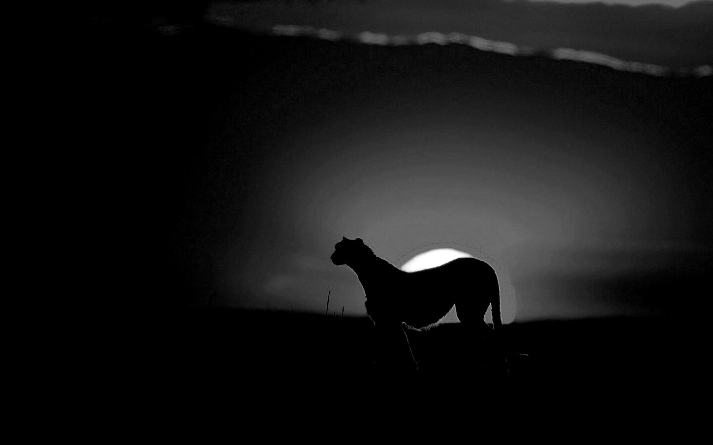 Гепард на закате обои