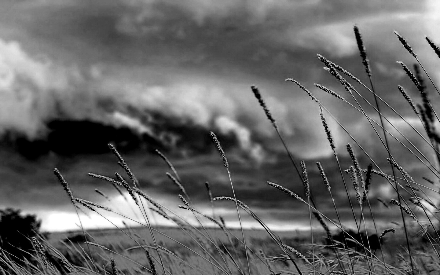 Золотистое поле обои