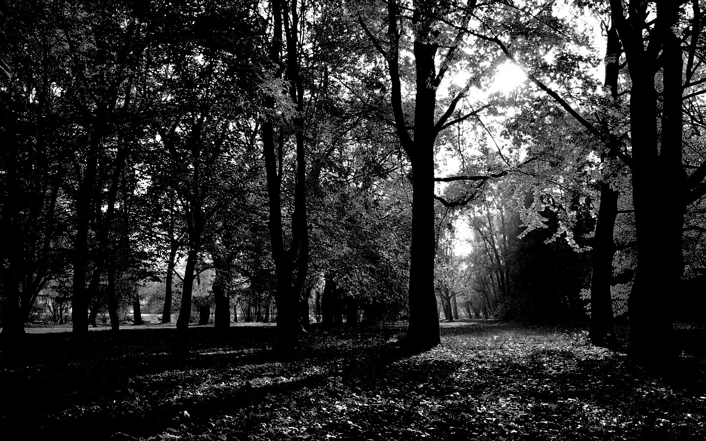 Осенний листопад в парке обои