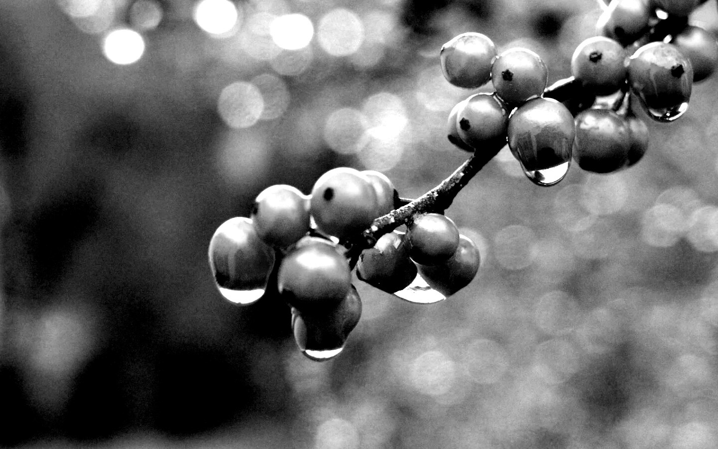 Капли росы на ягодах рябины обои