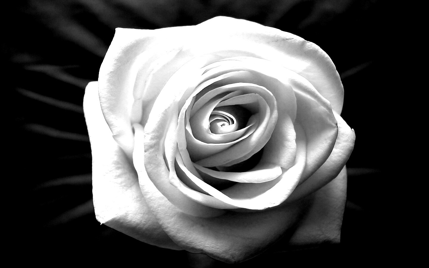 Белая роза на синей ткани обои