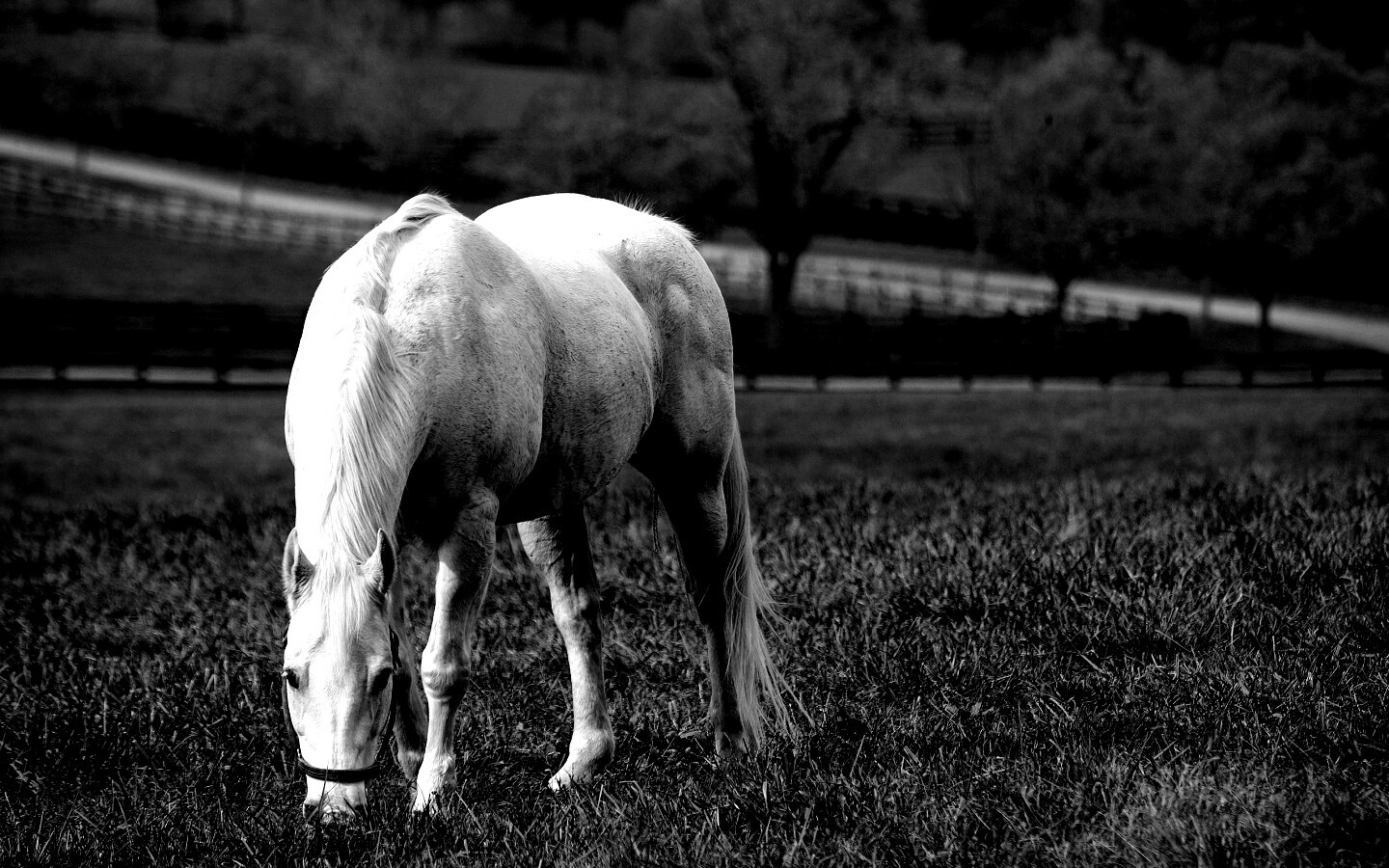 Красивая белая лошадь обои