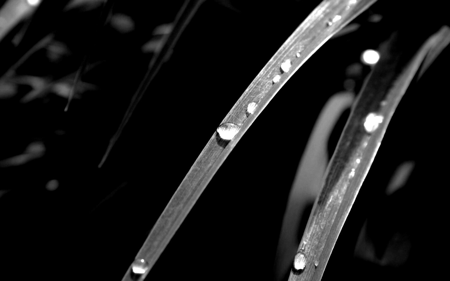 Капли росы на траве обои